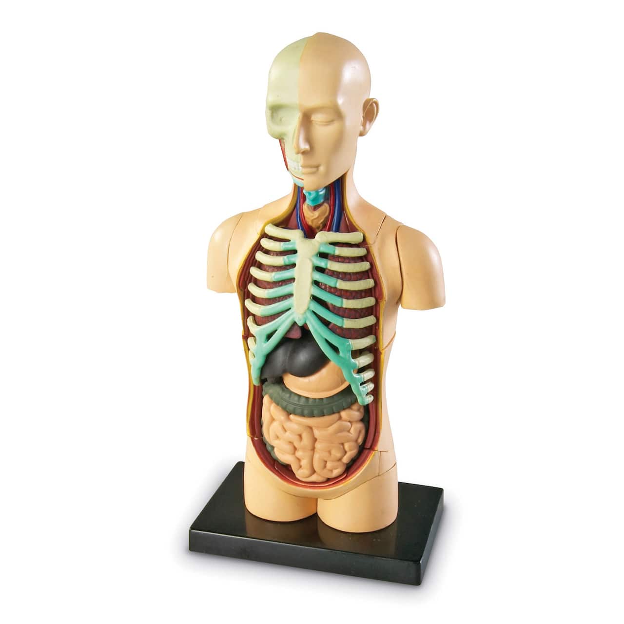 Learning Resources&#xAE; Human Body Anatomy Model